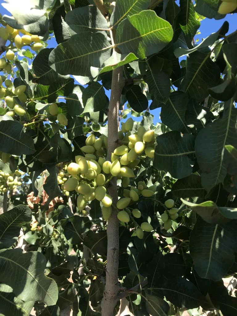 oliva agricola asosoria san juan pel