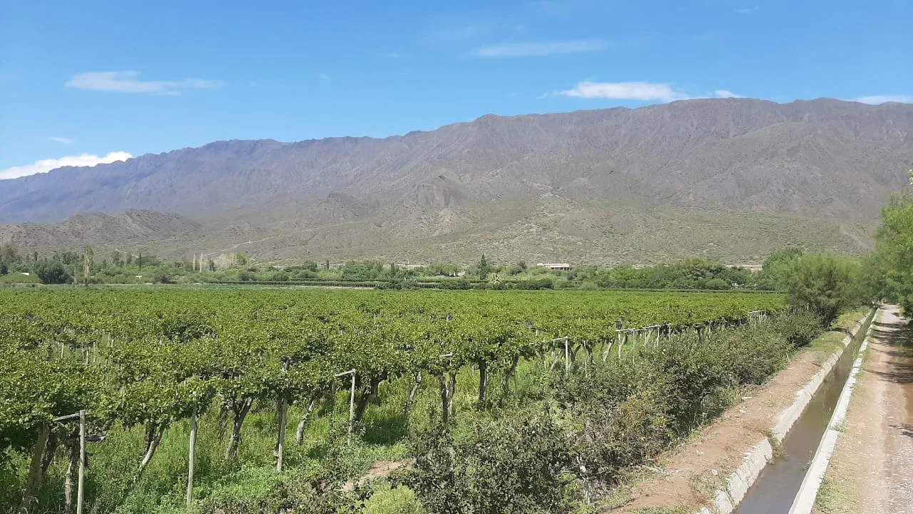 vitivinicultura agricola asosoria san juan pel